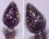 Pardosa purbeckensis